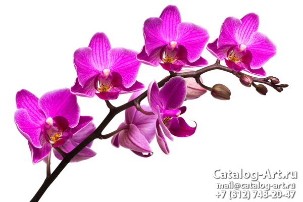 Pink orchids 4